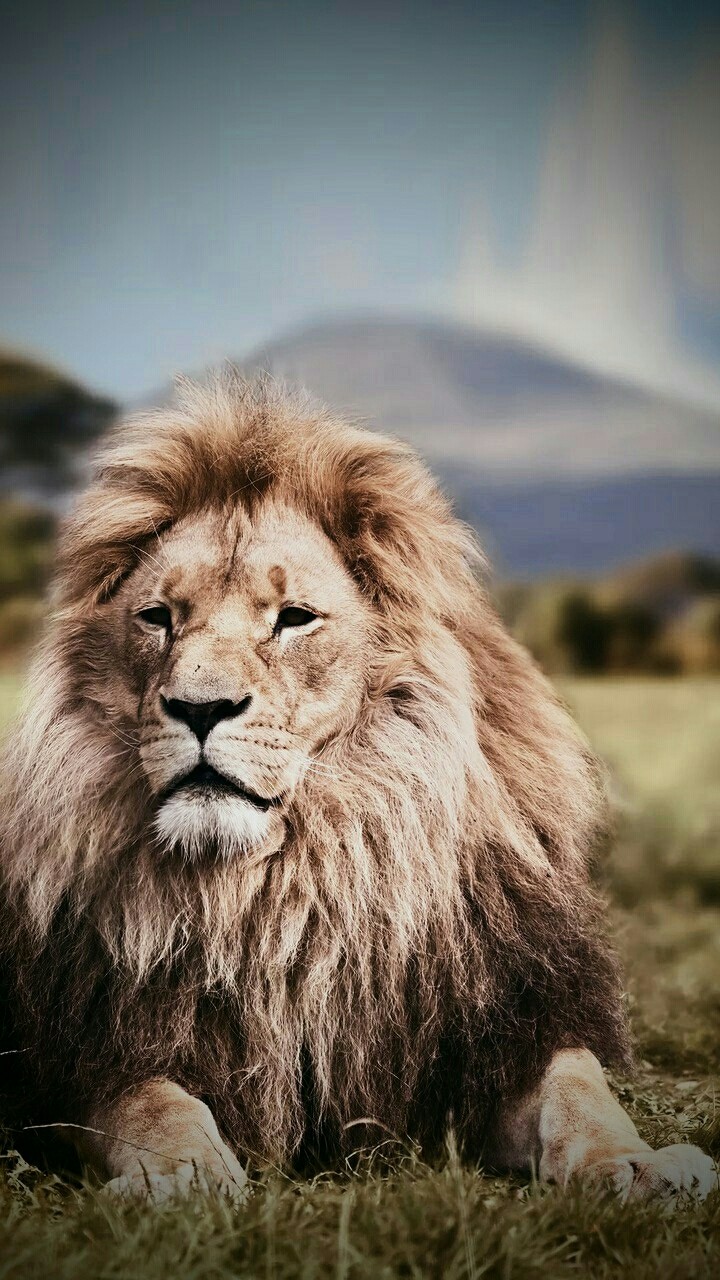 Lion