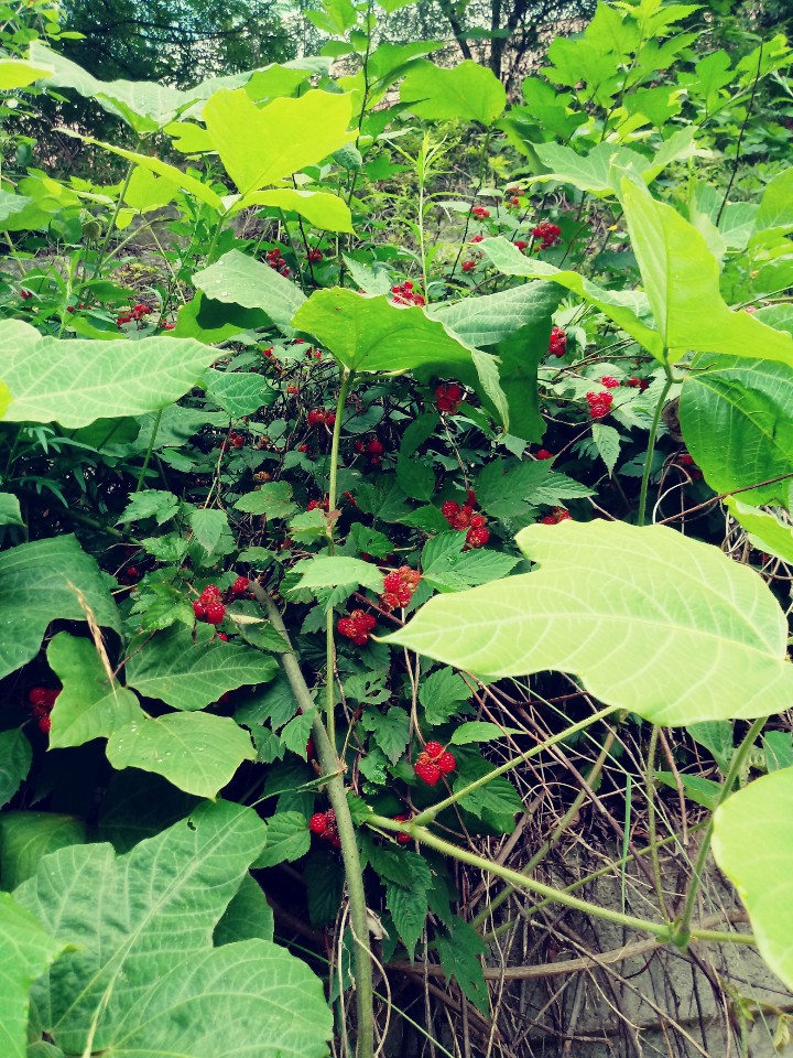 칡넝쿨과 산딸기