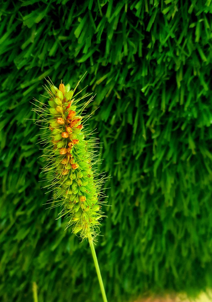 Food grains