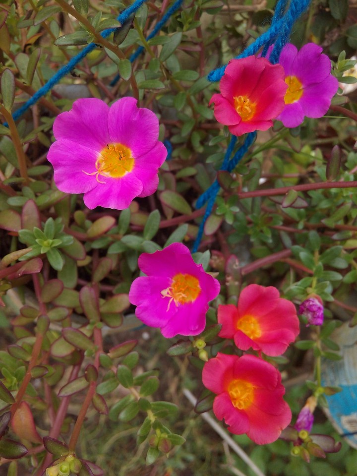 color