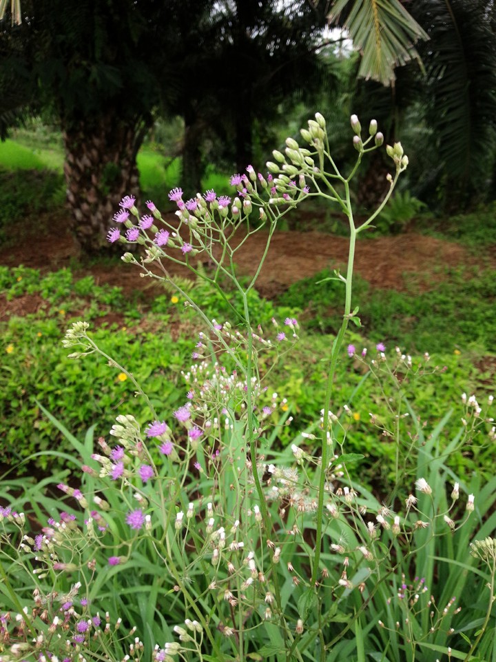 flower