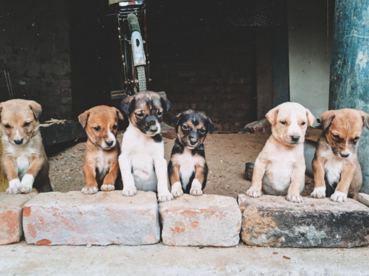 puppies