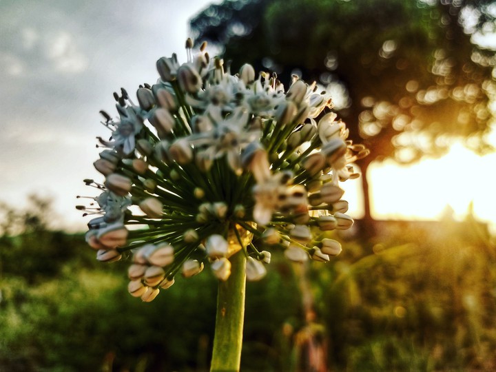 flower