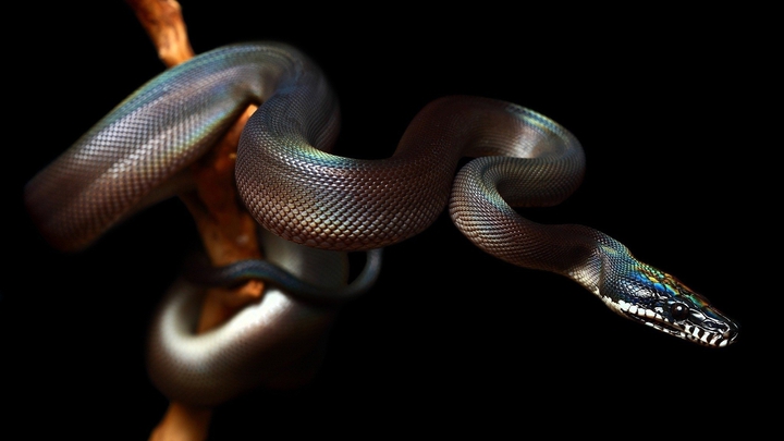 snake
