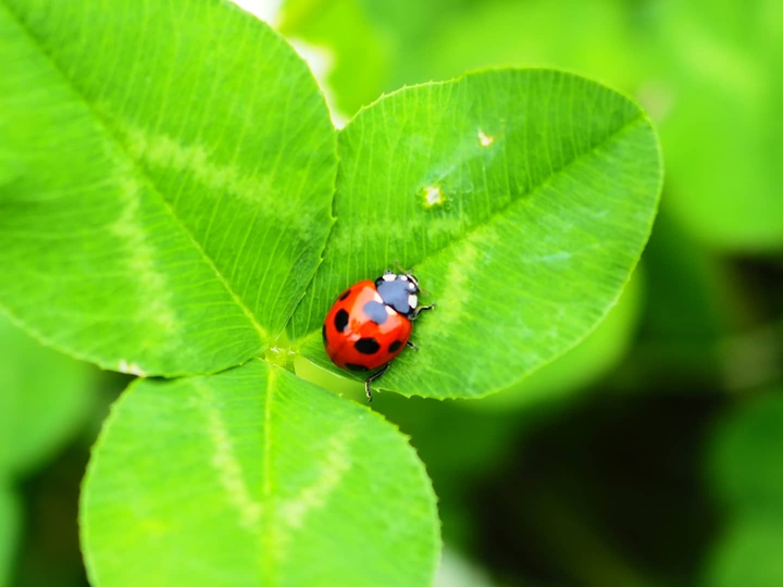 Ladybug