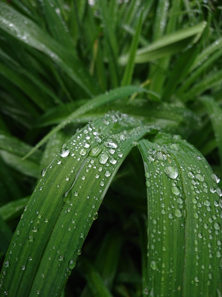 Summer rain