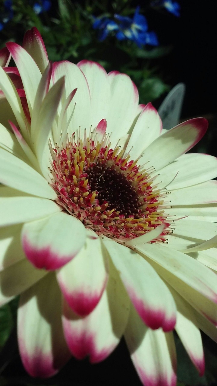 sunny daisy