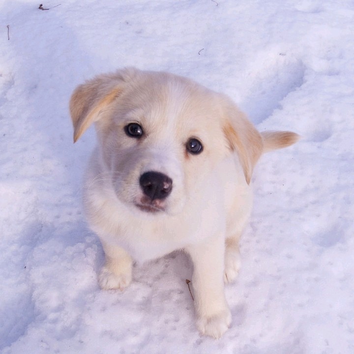 Cute Puppy