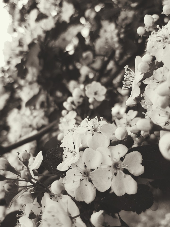 German Flowers