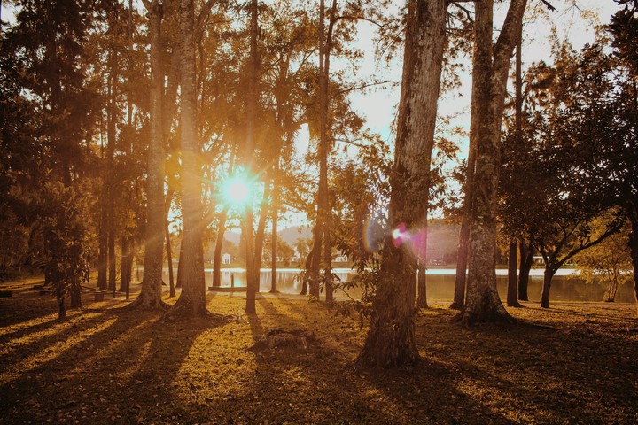 Bosque
