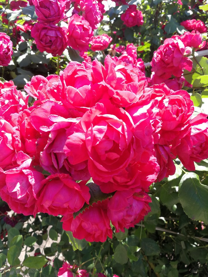Роза rose
