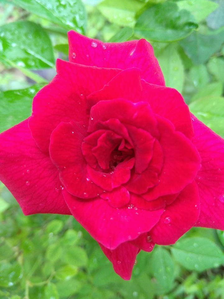 rose....