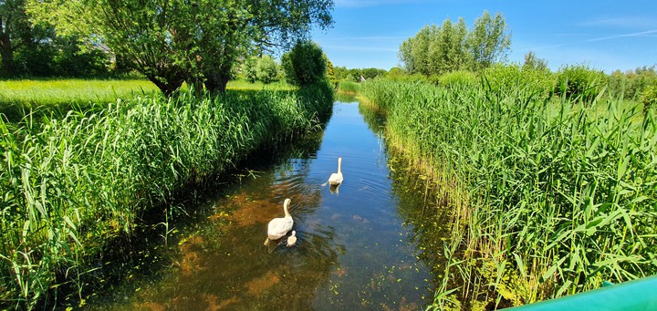 Holland swans