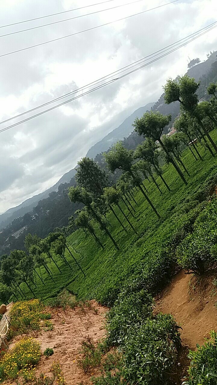 Trees