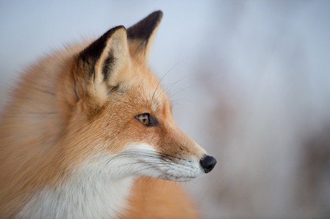 Fox