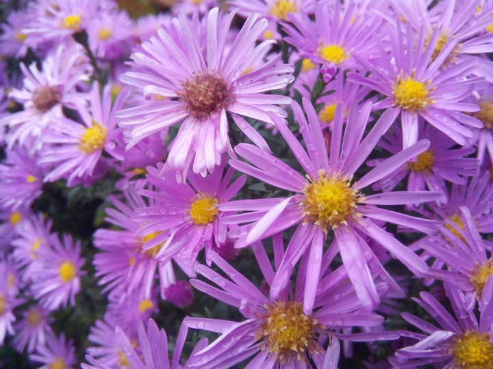 flowers