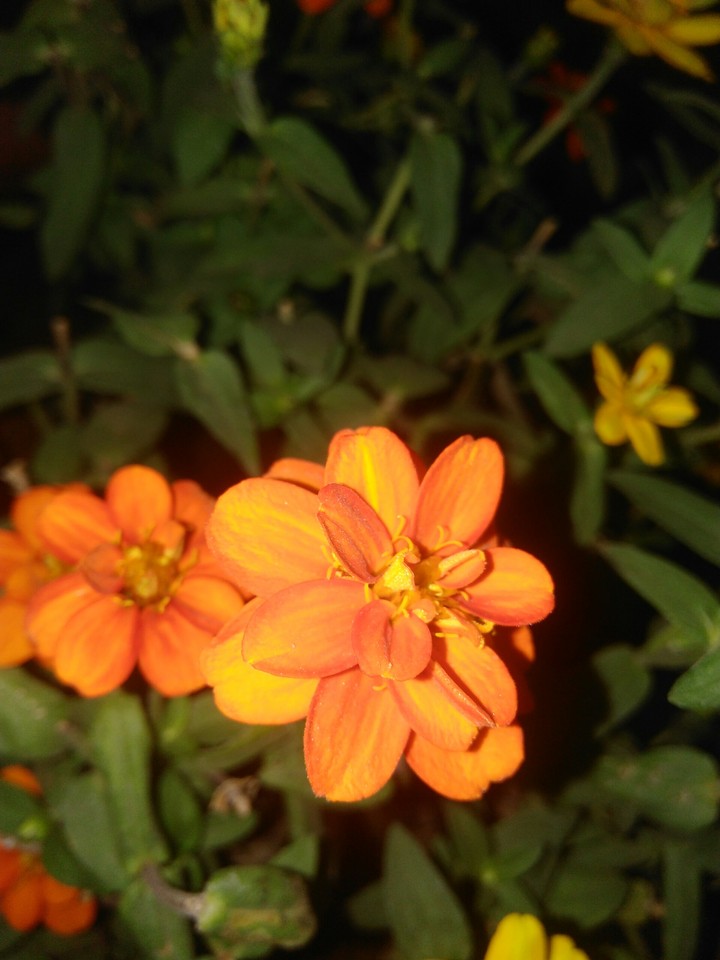 Flowers
