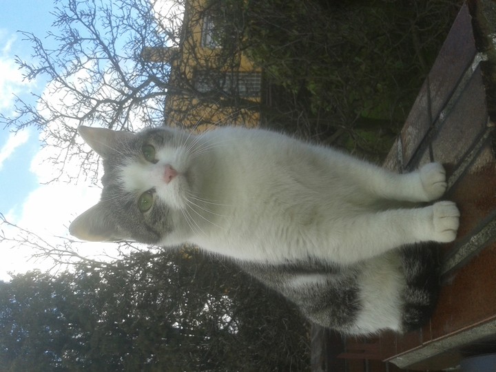 cat