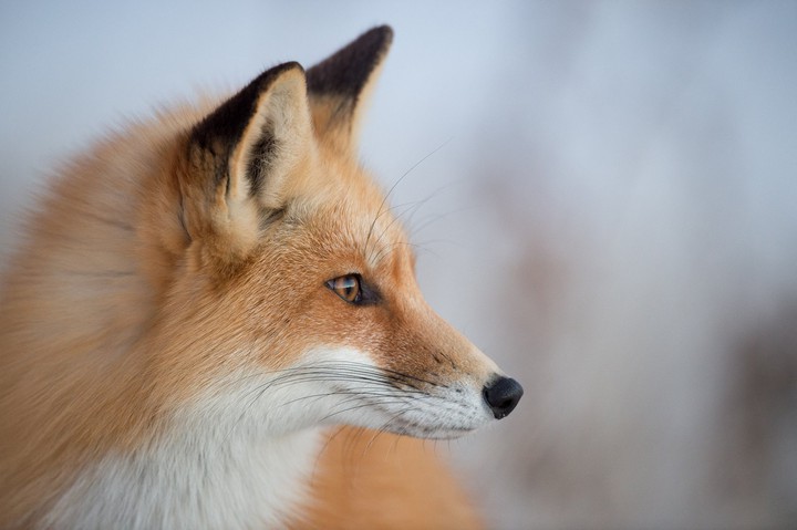Fox