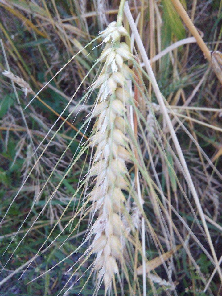 wheat