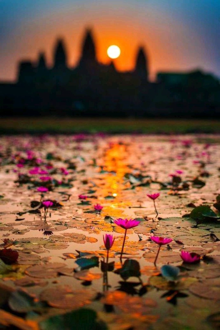 water lily