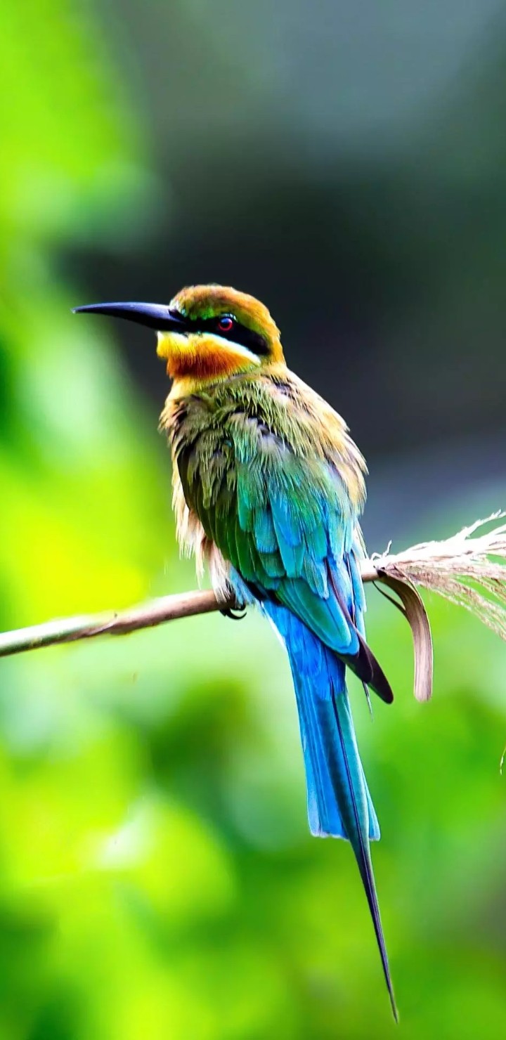 Bird♡