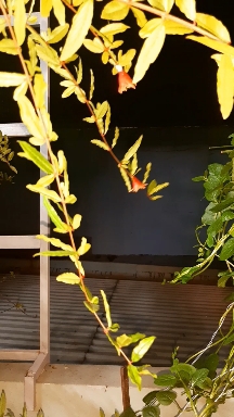 pomegranate flowers