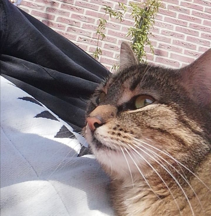 cat looking out for easter