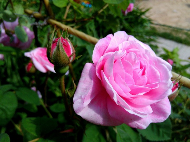Rose flower