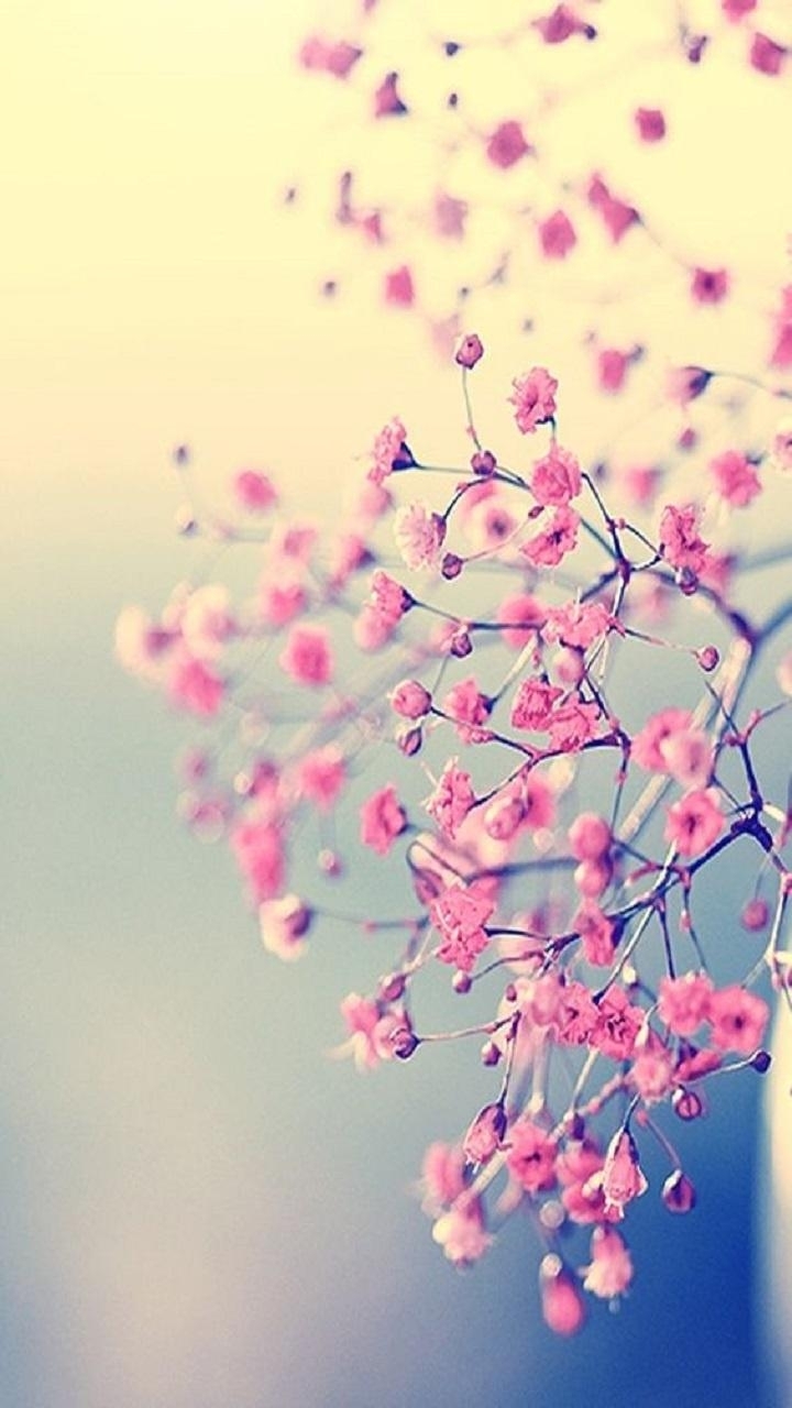Cute Flowers