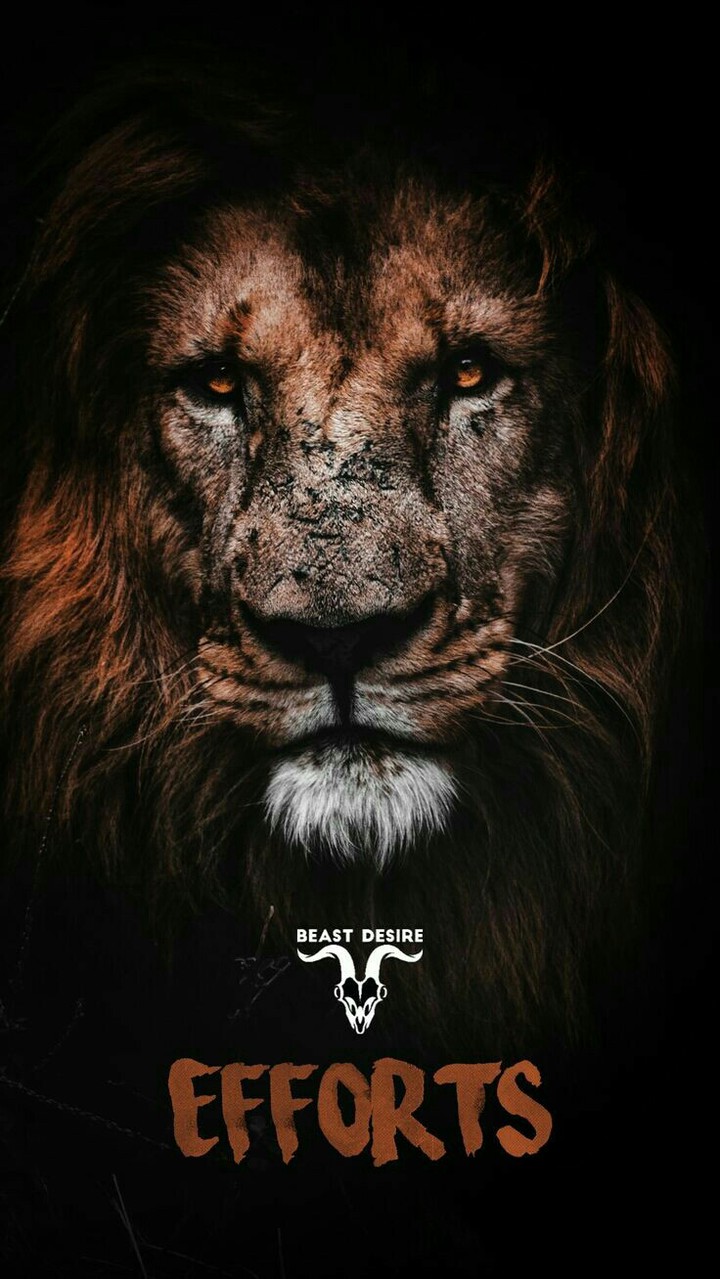 lion