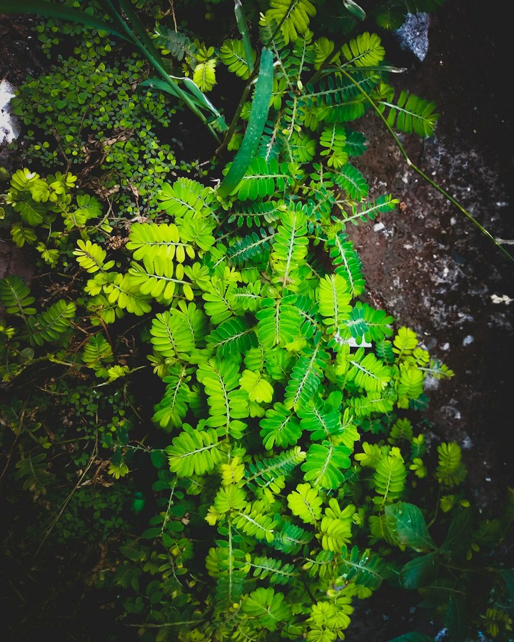 rain