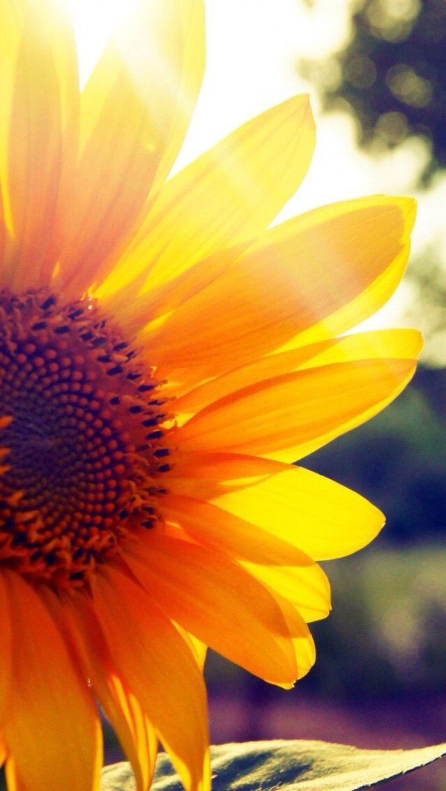 sol