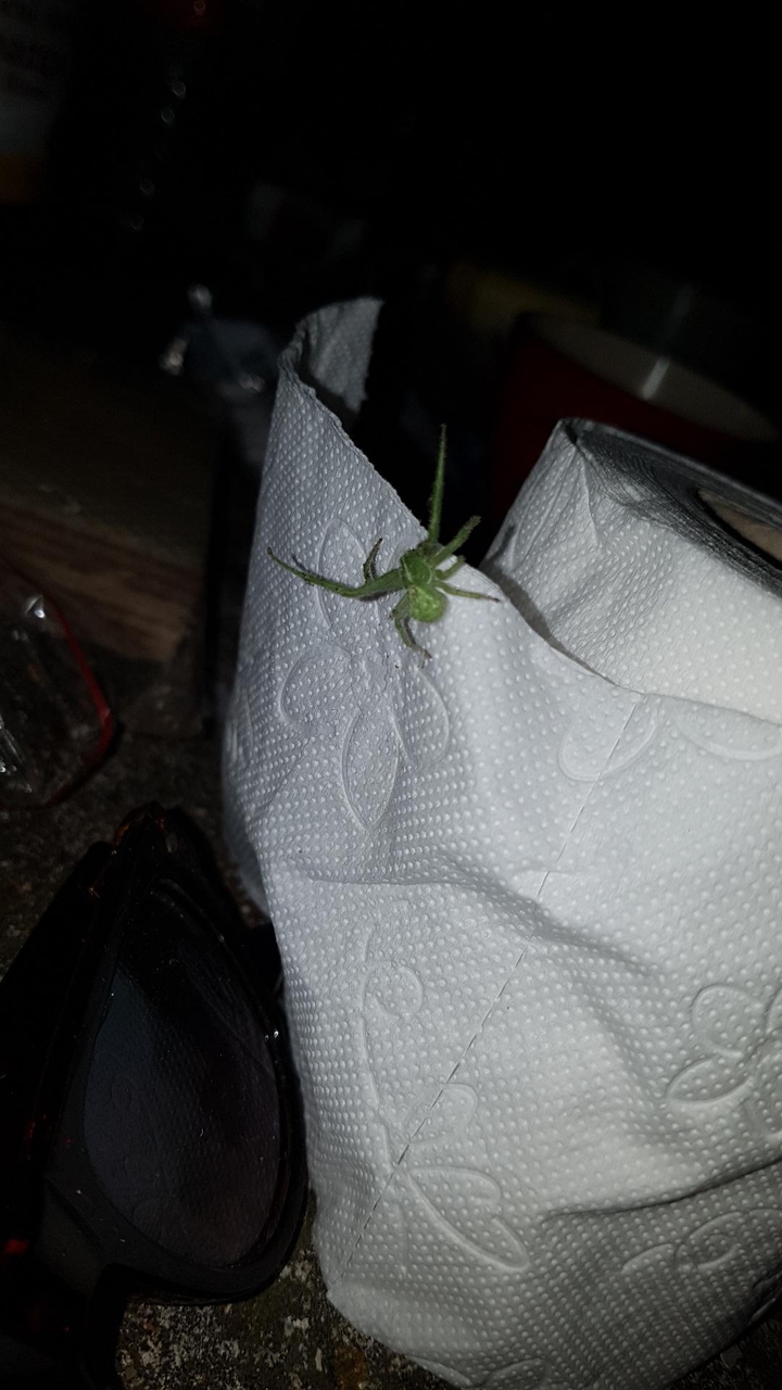 Green spider