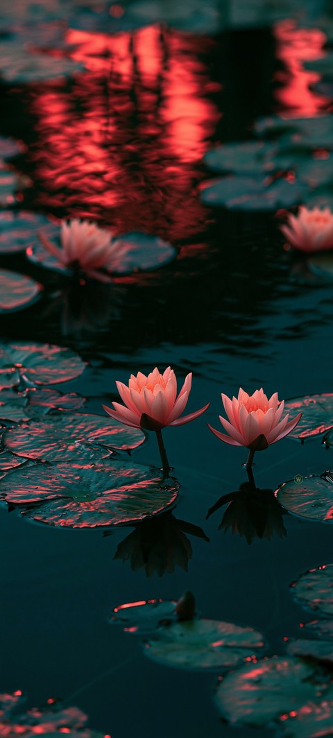 nelumbonaceae, petal Hintergrundbilder