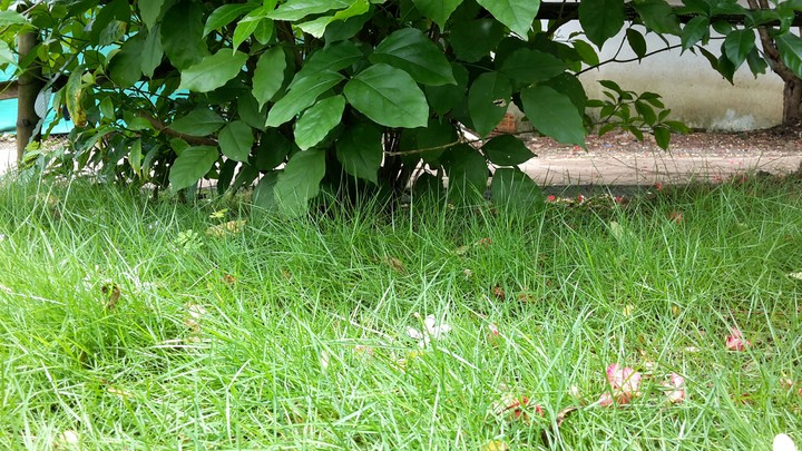 grass