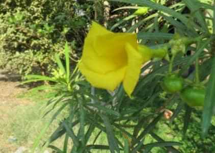 "Yellow oleander"