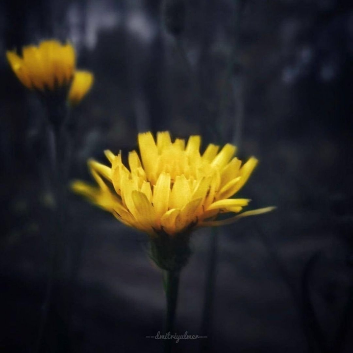 Yellow Flowers