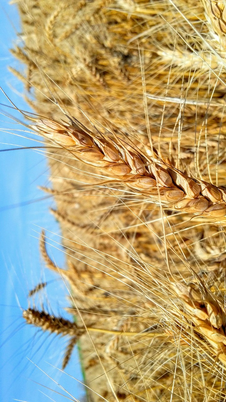 Harvesttime