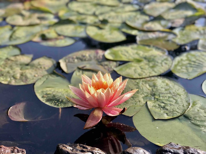 Blooming Lotus