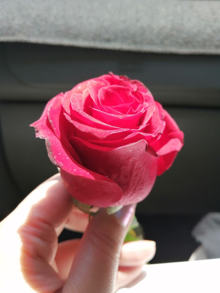 rose