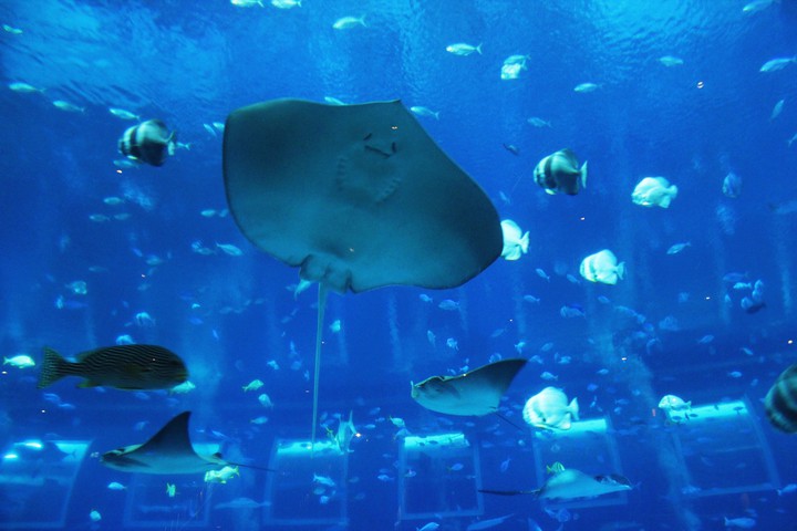 Stingrays, Sea Aquarium Singapore