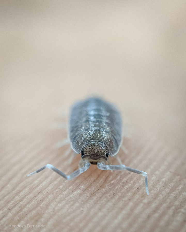 woodlouse