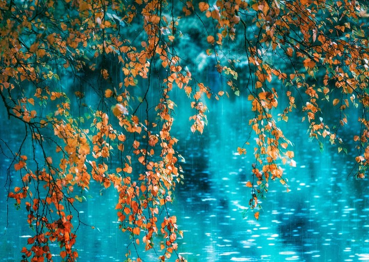 foliage.. listy