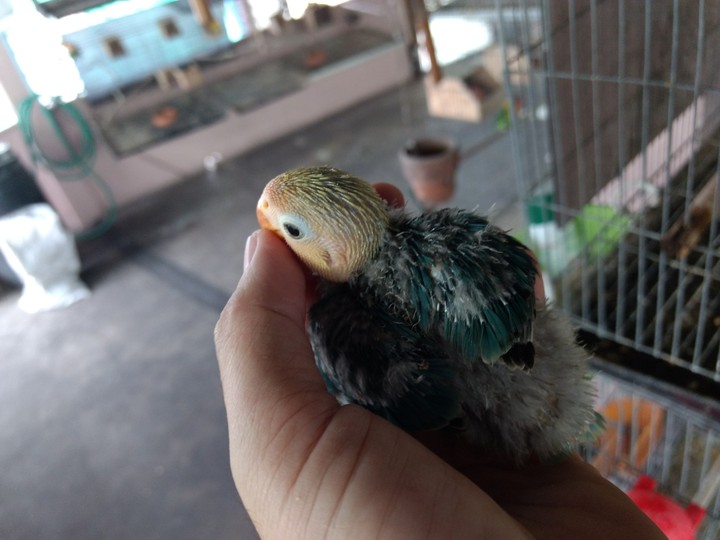 Turquoise​ d blue​