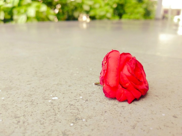 rose