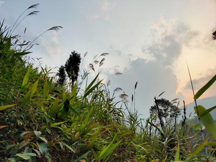 Nature