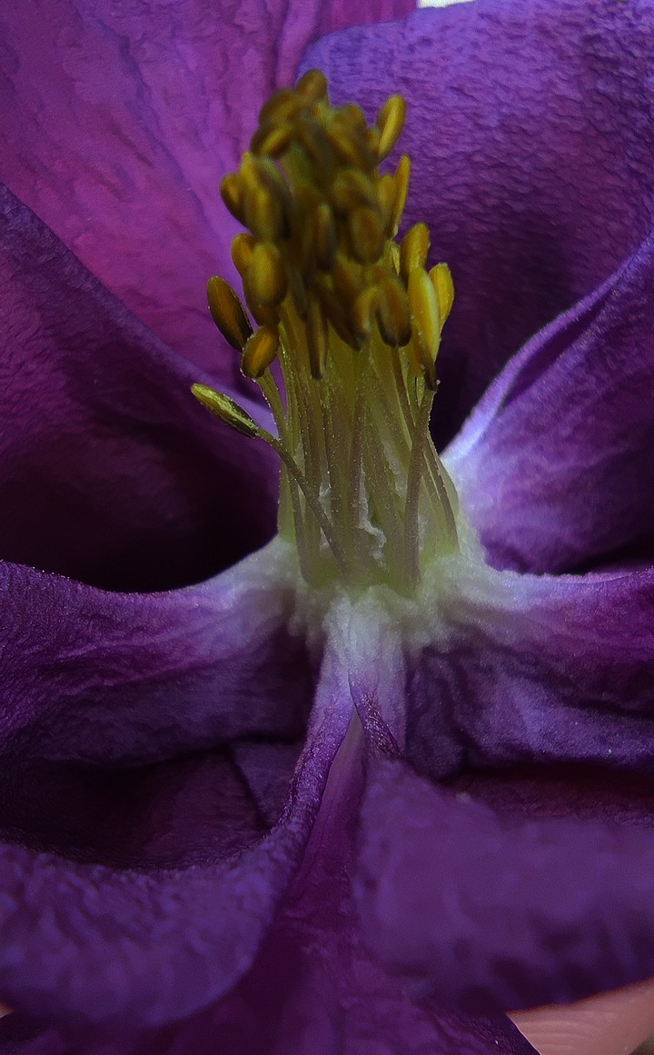 inside of a columbine