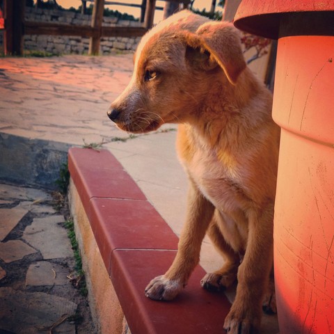 kory..my little dog