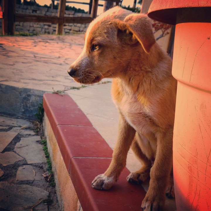 kory..my little dog
